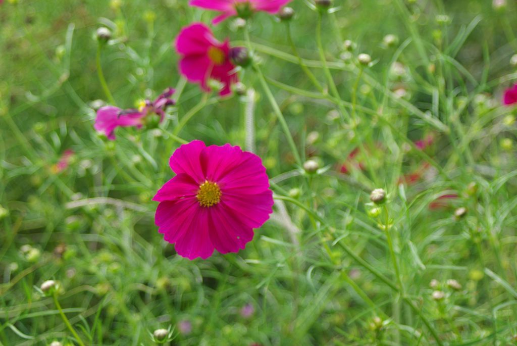 コスモス