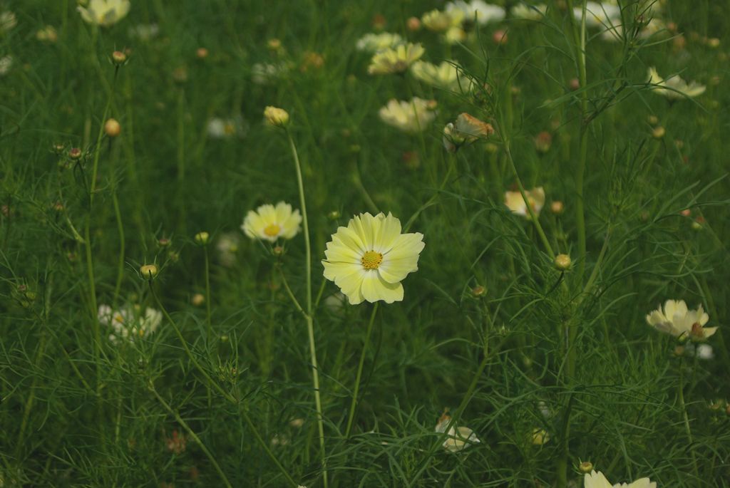 コスモス