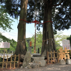 夫婦檜（縁結びの御神木)