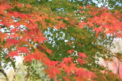 佐賀県・御船山楽園