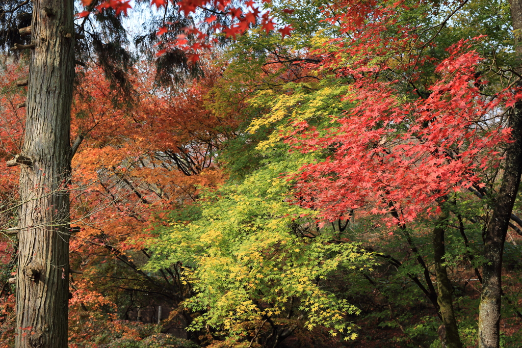 佐賀県・御船山楽園