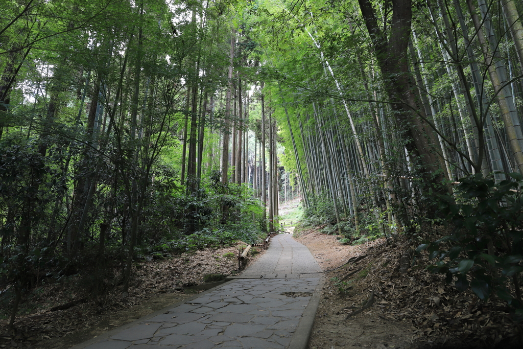 武雄の大楠手前の竹林