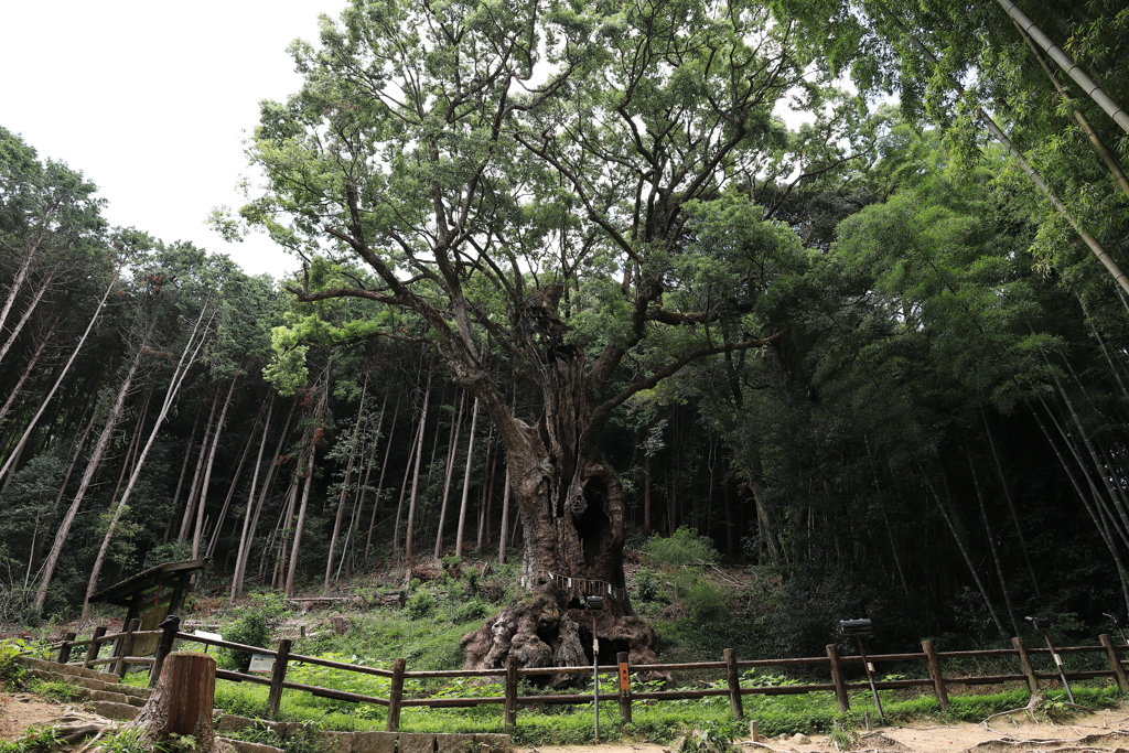 武雄の大楠