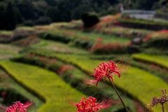 佐賀県　小城市　江里山　棚田　彼岸花