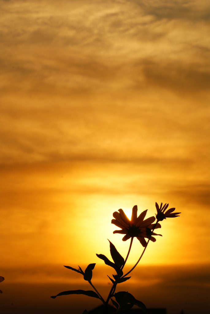 日の出の花