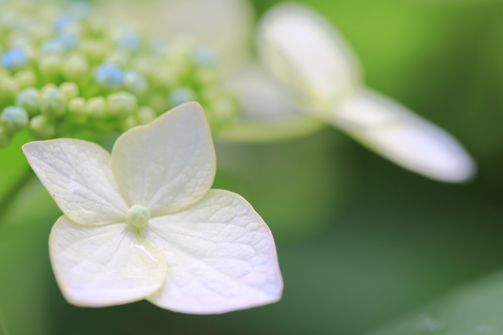 紫陽花