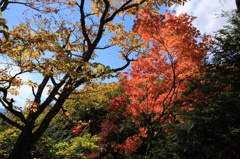 日光の紅葉