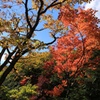 日光の紅葉