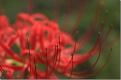 彼岸花