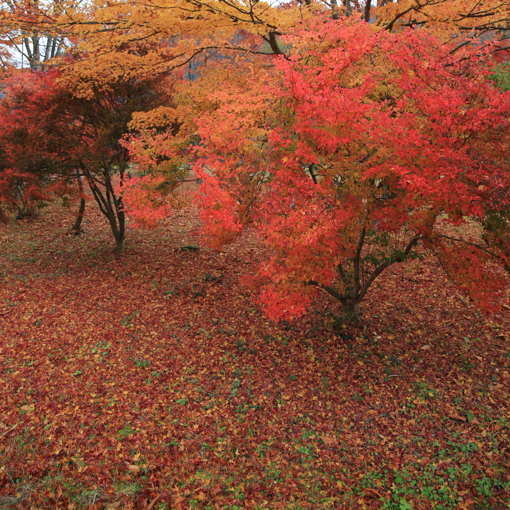 紅葉
