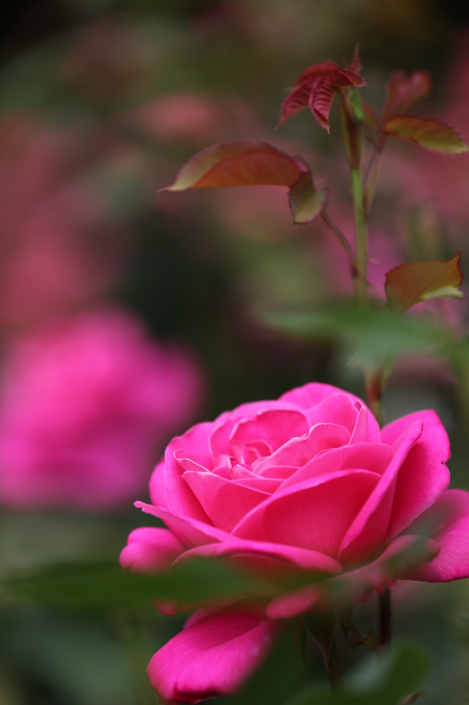 薔薇