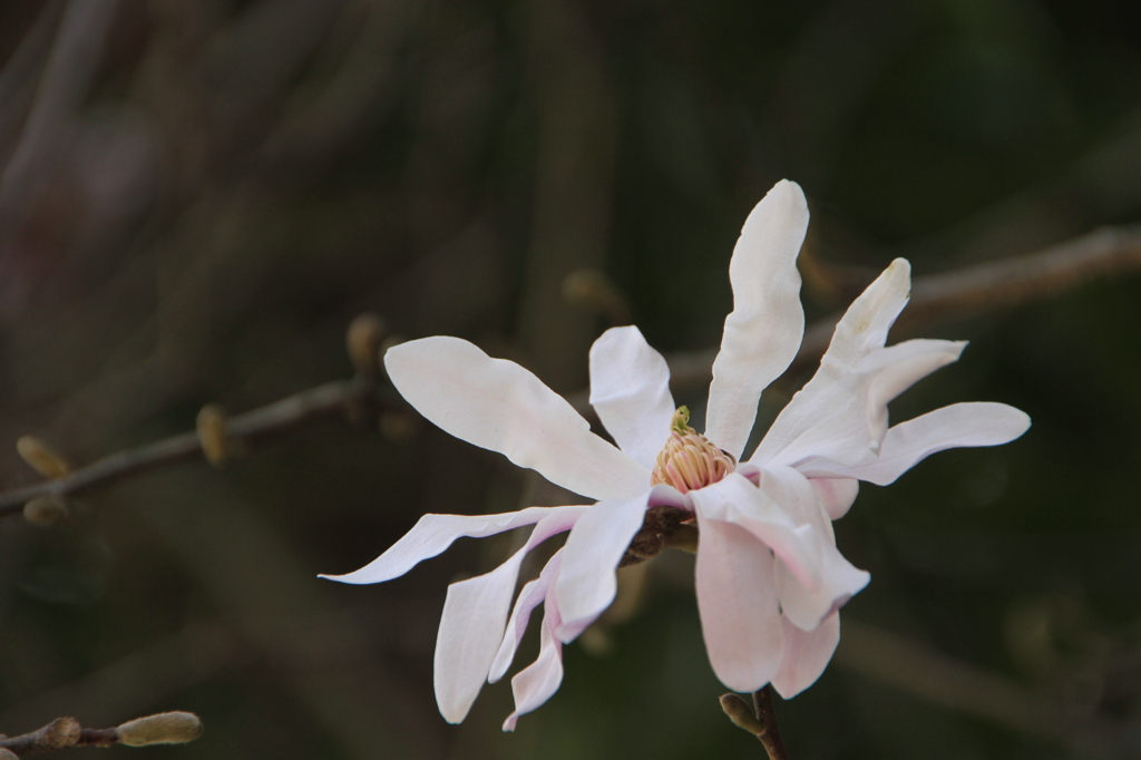 何の花？？？