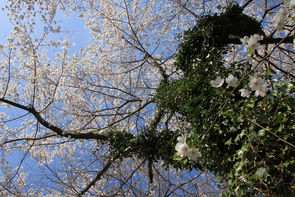 ツタを着た桜