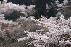 sakura