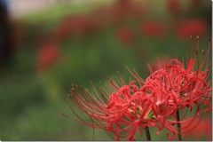 彼岸花群生地