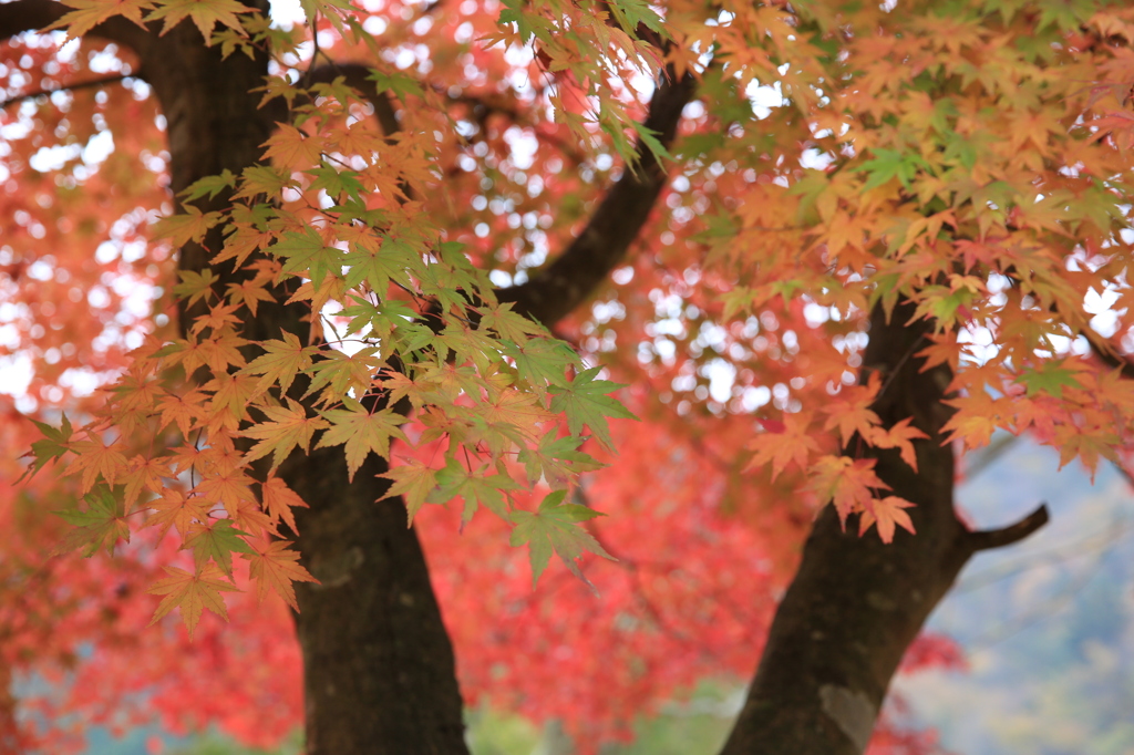 紅葉