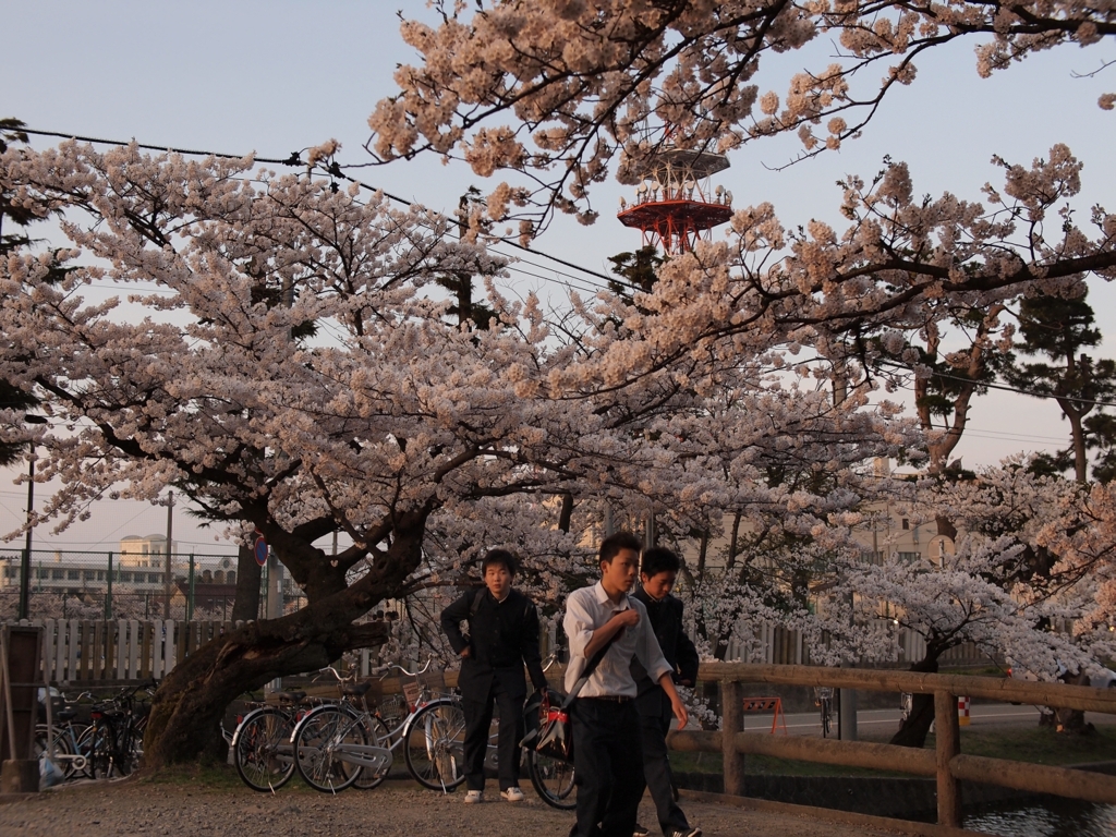桜と学生