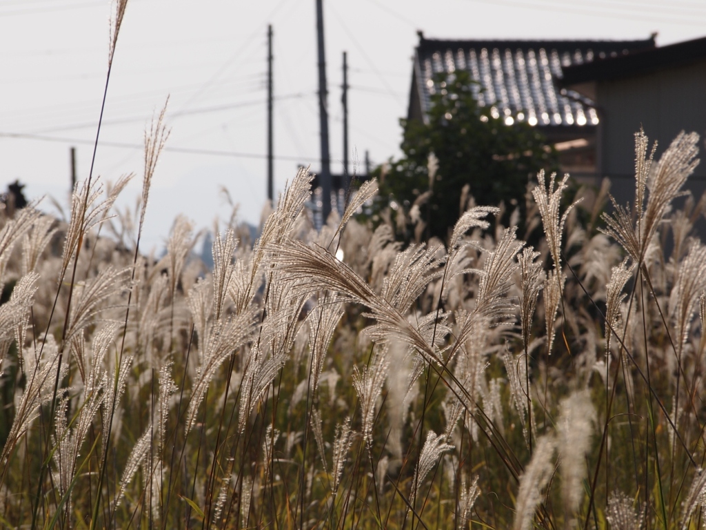 ススキの野