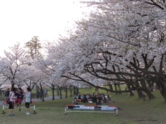 花見客