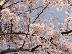 桜の海