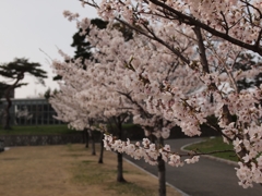 桜キャンパス