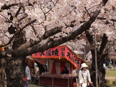 桜と大阪焼き