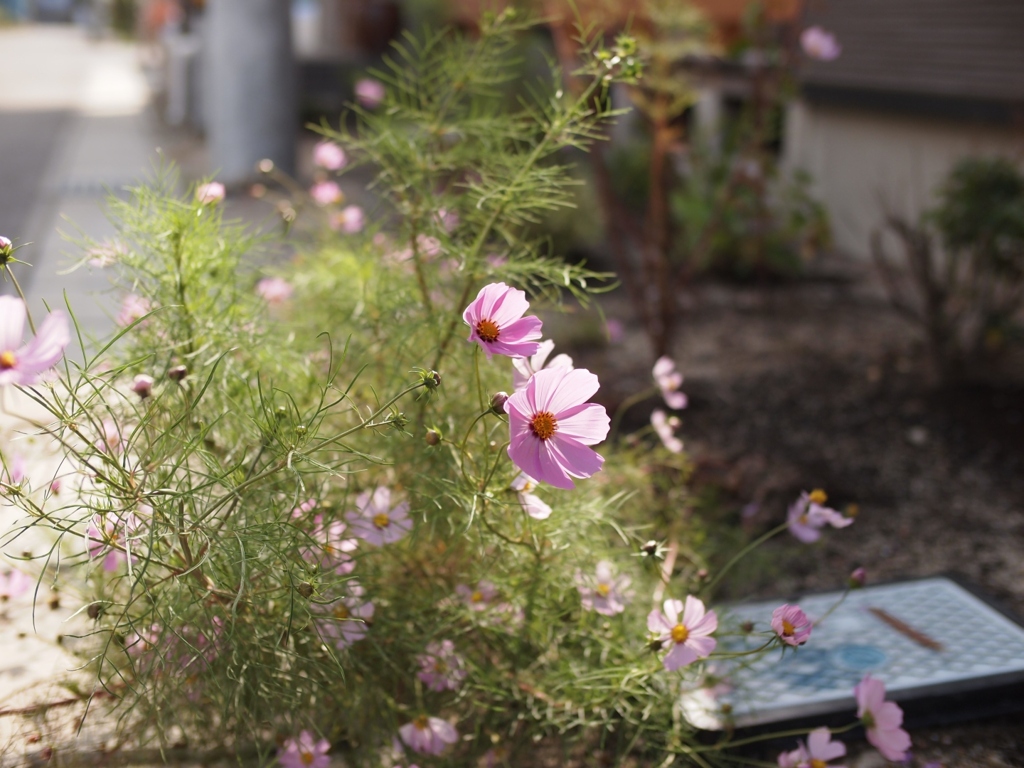 秋桜