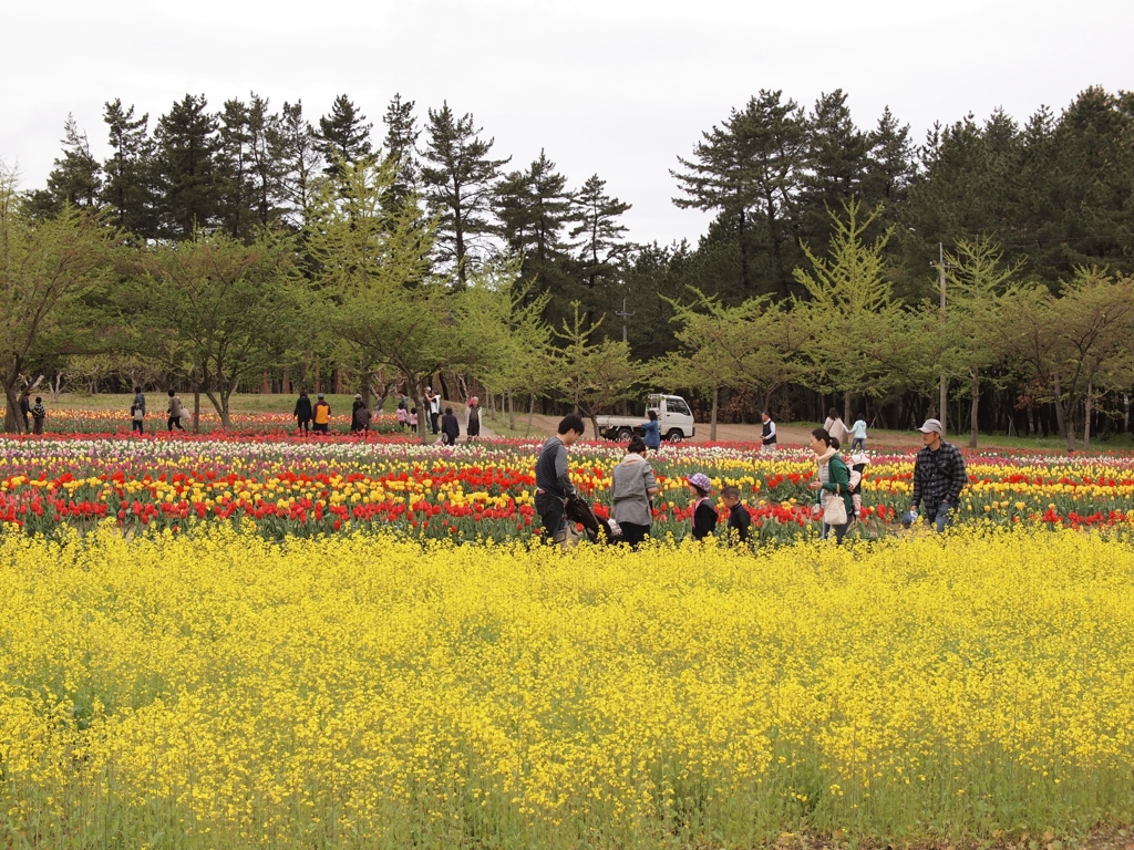 チューリップ園