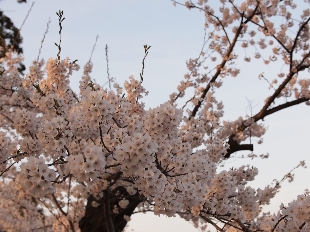 花房