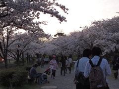 桜道