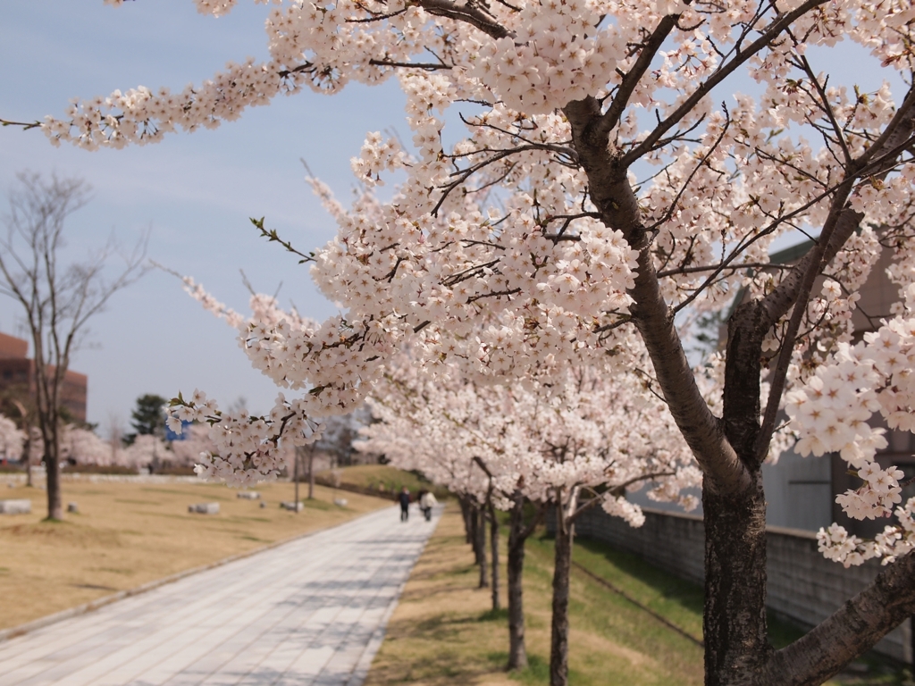 桜に陽光踊る
