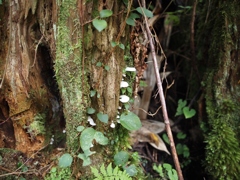 木の根に生える茸