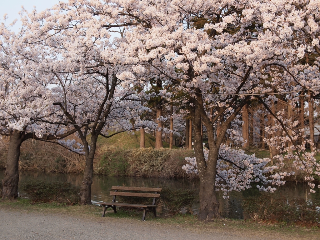 春のベンチ