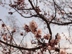 咲き初めの桜