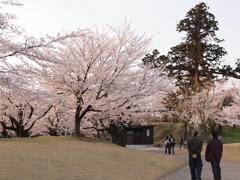 桜と人