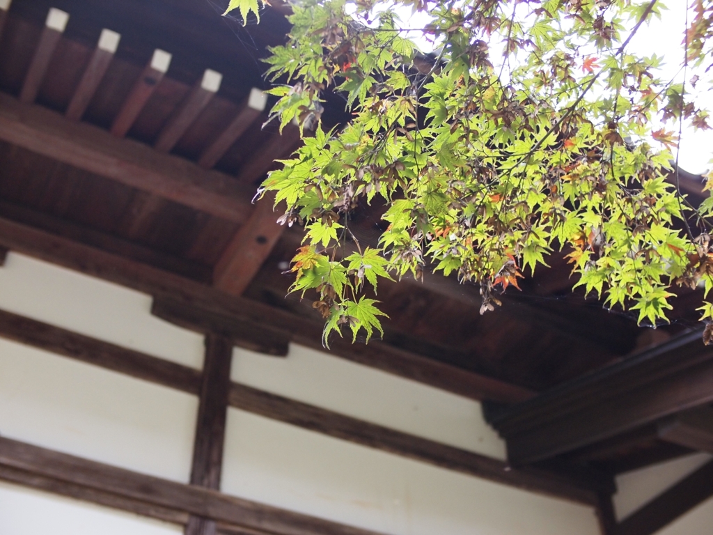 紅葉の葉