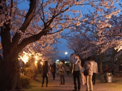 夜桜撮影会