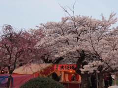 梅と桜