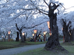 春の参道