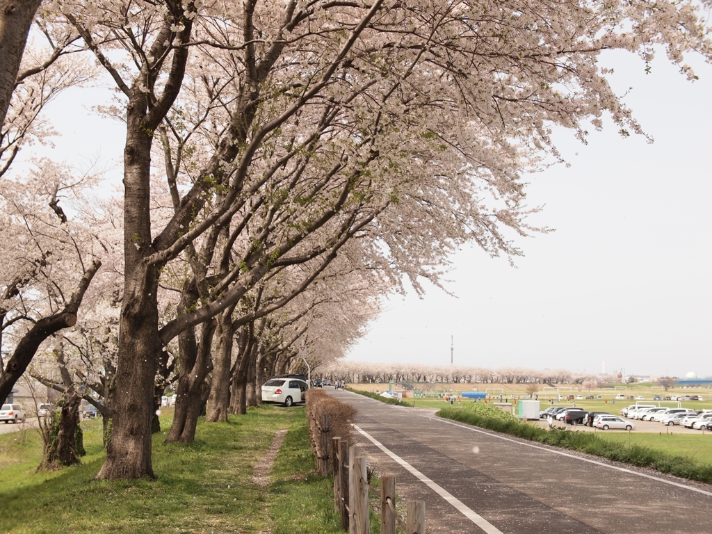 桜吹雪