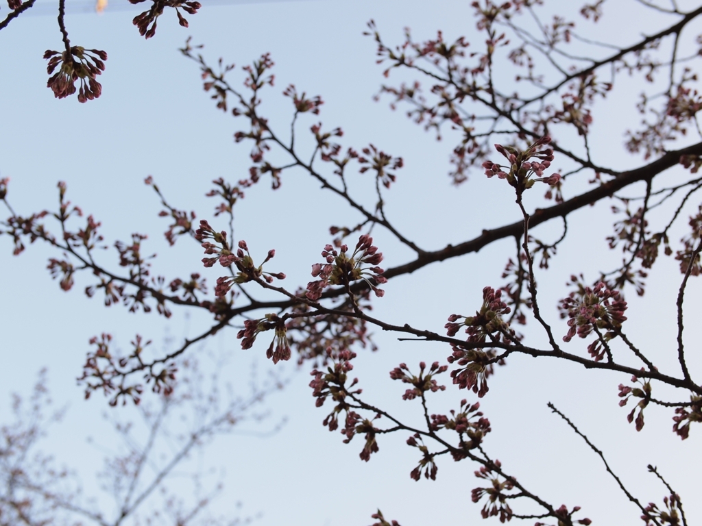 桜の蕾