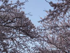 桜と空