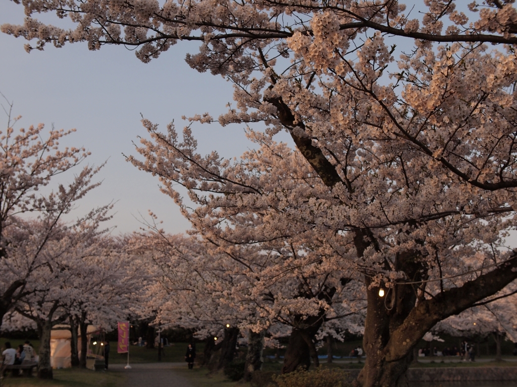 桜雲