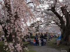 枝垂れ桜