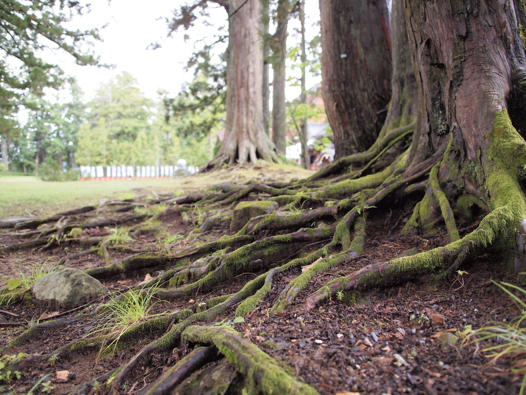 苔生す木の根