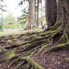 苔生す木の根