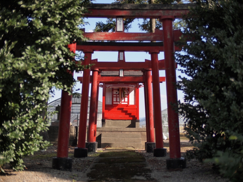 赤と白