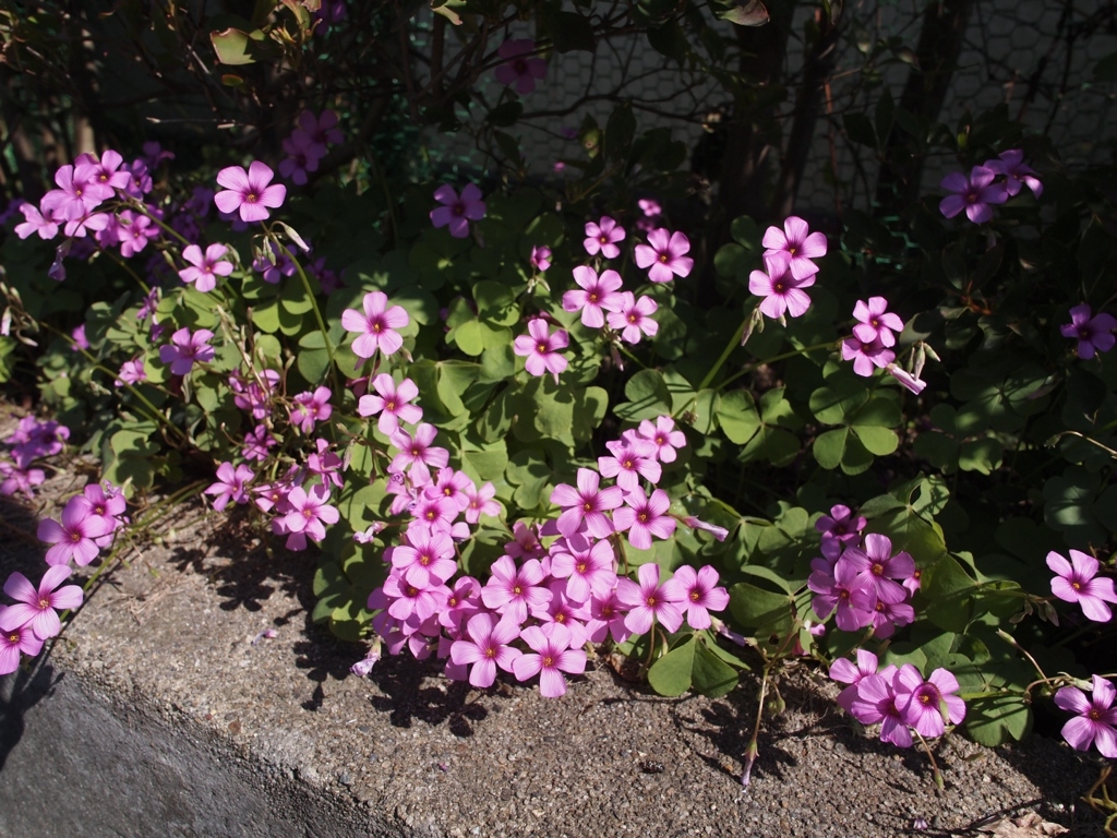 紫の花