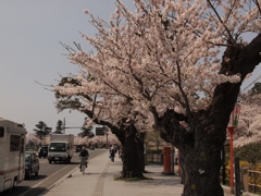 沿道の桜