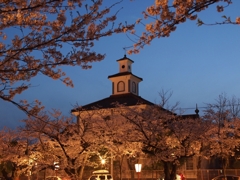 夜桜と致道博物館